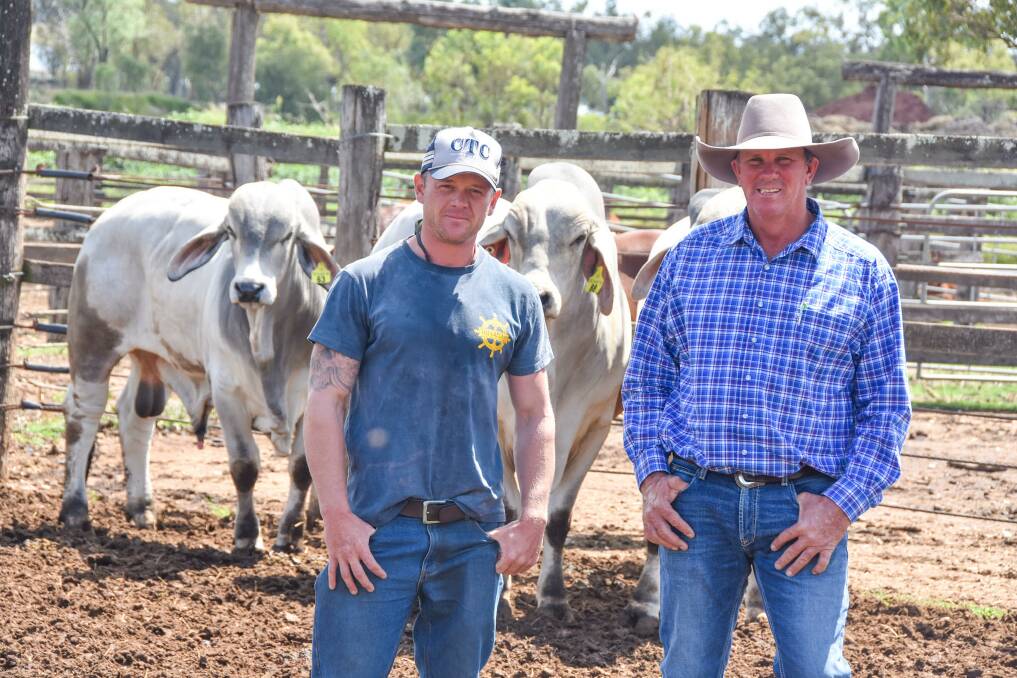 Mitch and Dan inspect their new bull purchases at the CQLX yards in Gracemere, before they're trucked up north to Strathmore Station near Collinsville. 