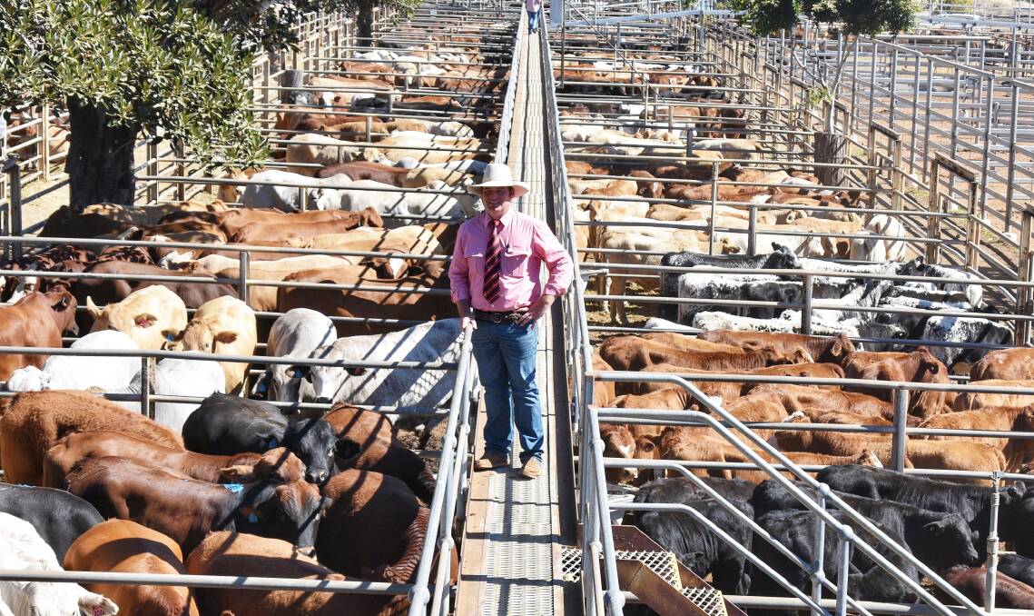 Kennedy Livestock (Elders) agent Will Stoddart said the runs on offer at the Clermont Show cattle sale had great condition. Picture: Ben Harden 