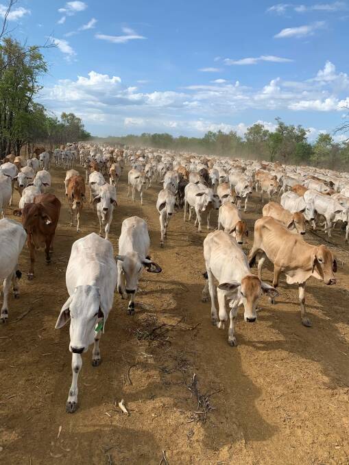 Kalala Station moving weaners to paddock after processing. Picture supplied. 