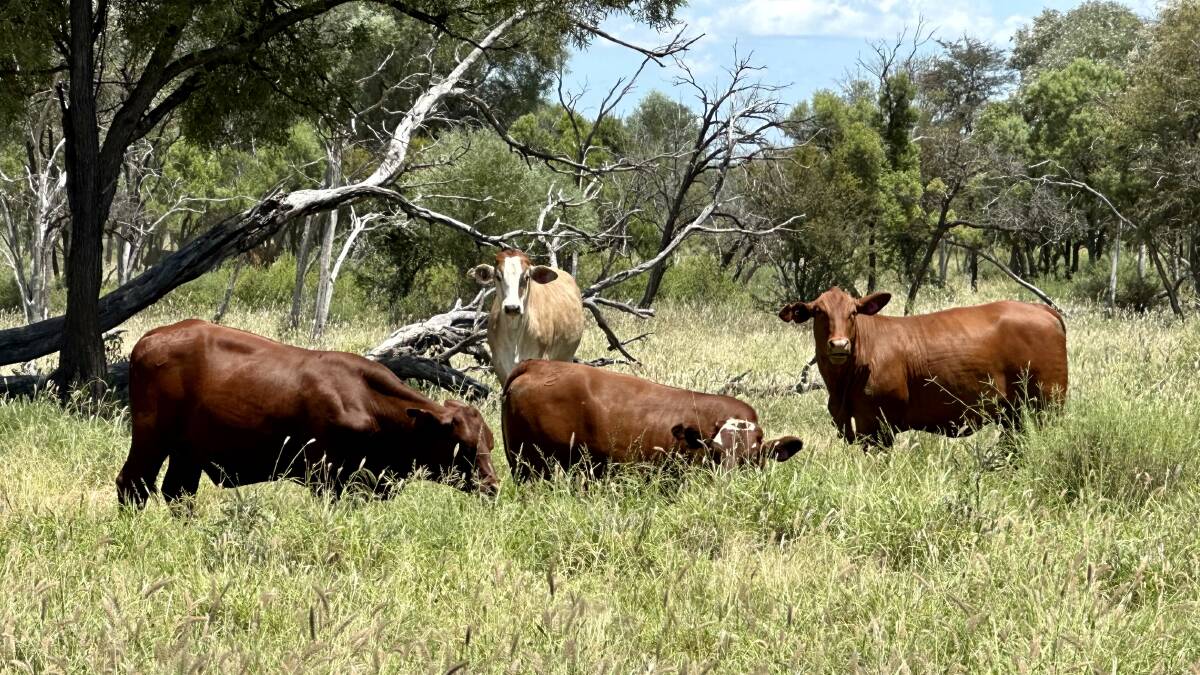Cattle grazing in the Alpha-district, an area in the Barcaldine shire area, which has just had its drought declaration revoked. Picture supplied by Sean Dillon 