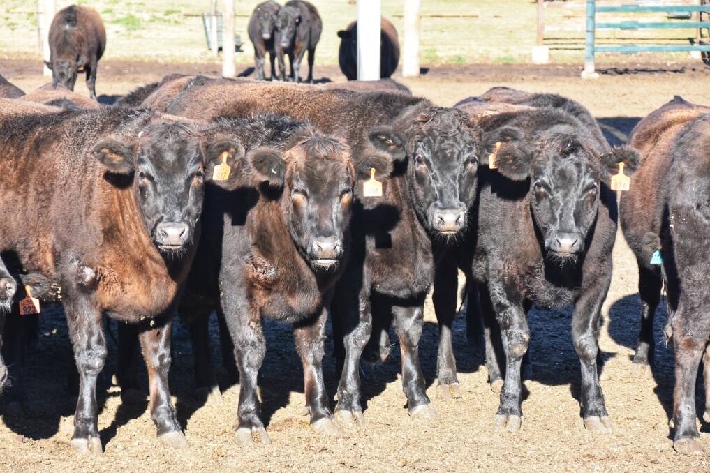 Stockyard Beef is expanding Wagyu beef production. Picture: Ben Harden 