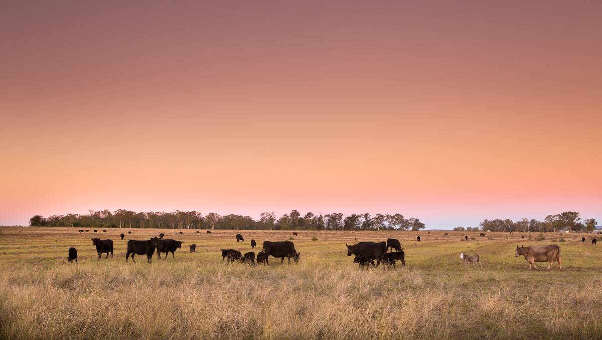 VISION FOR CHANGE: Angus cattle grazing at Dandarriga, south of Millmerran. Landowners Bruce and Elizabeth Wise are looking at taking a more paddock to plate focus with the business. Photo: Salt Studios.
