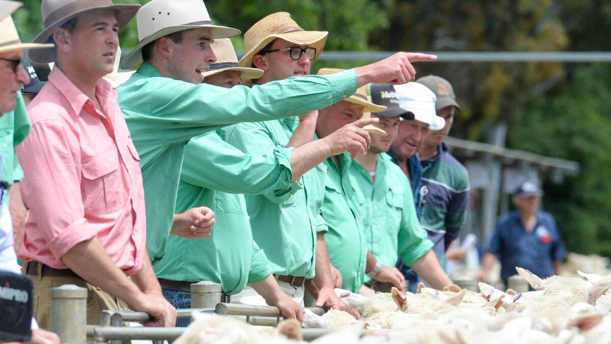 A lift in pricing has been welcomed could be helping to drive up scanned in lamb ewe prices.