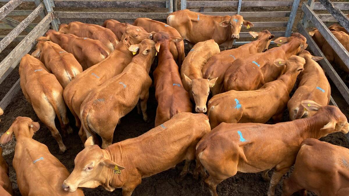 Droughtmaster steers from Halgalemo P/L, Gunalda, sold for 476c/kg and 504c/kg at Gympie on Monday.