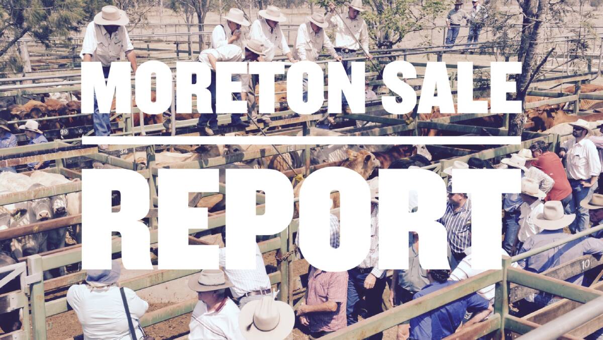 Grain-assisted steers hit 326c at Moreton
