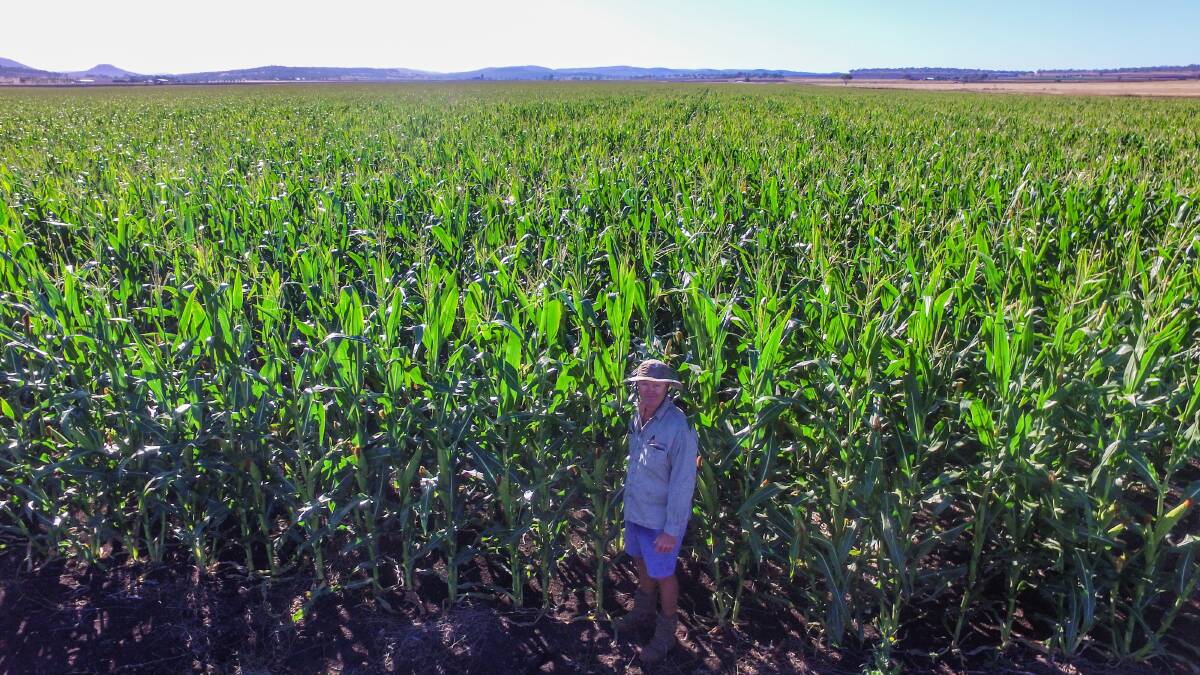 Southern Downs dairy farmer Chris Mullins in a crop of Pacific Seeds 606IT corn at Spring Creek, which will be cut for silage. Picture: Five Diamonds Photography.