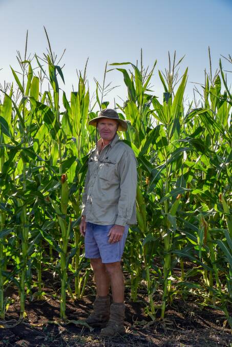 Chris Mullins says their corn crop at Spring Creek has had an easier time thanks to receiving more rain than their crop at Berat. Picture: Five Diamonds Photography.