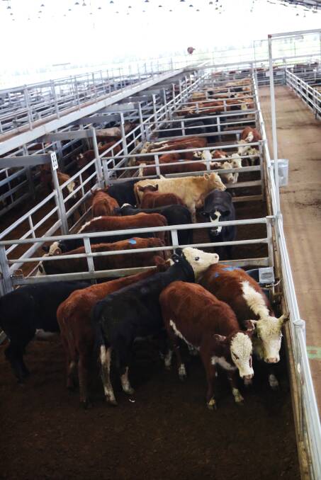 The cattle trade has rebounded in October, but overseas sales remain significantly below levels from the same time last year.