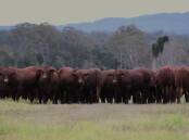 Established in 1954, the Yulgilbar Santa Gertrudis stud, Baryulgil, NSW, is preparing to celebrate 70 years of breeding at their upcoming spring bull sale on September 6. Picture supplied