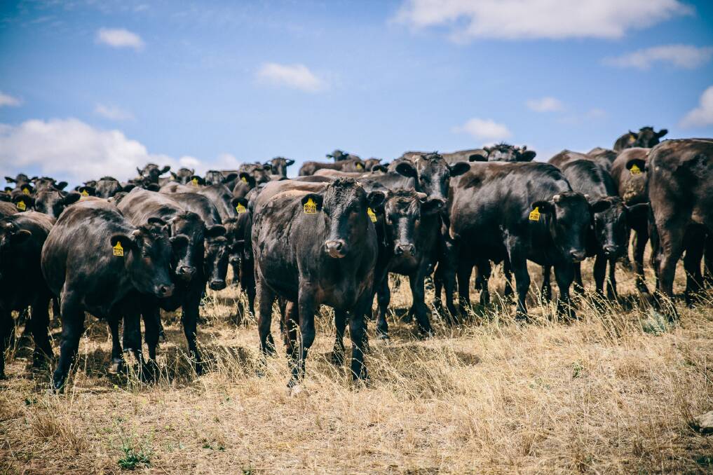 Mayura Station introduced an extensive progeny testing program in 2001 that has enabled them to identify high-performing Wagyu genetics. Picture supplied