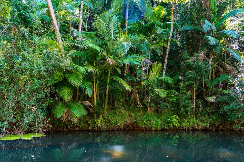 A Guide to the Most Spectacular Queensland Rainforests