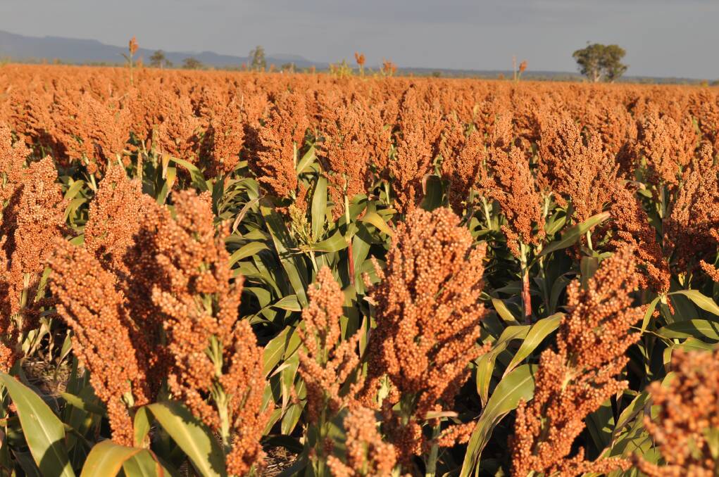 Sorghum prices sink as planting weather improves