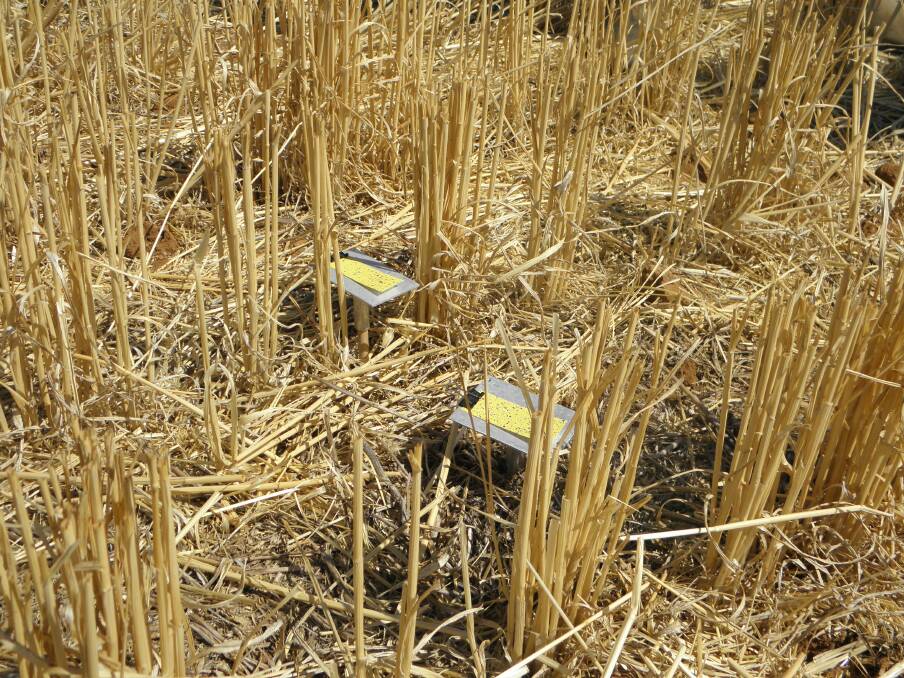 Coverage can be up to 60 per cent less at the base of standing stubble compared to the inter-row. Penetration into standing stubble can be difficult, but is easier to manage than trash on the ground.