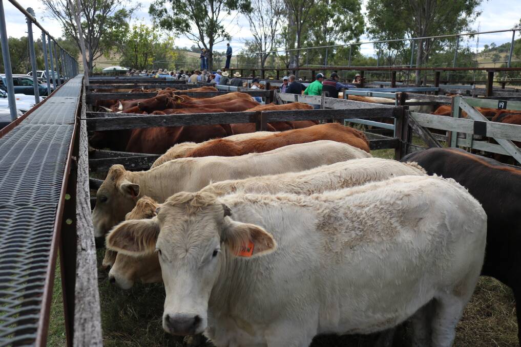 The bi-annual Boonah store cattle sale on June 10 sold to a very dear market and a full panel of local buyers.