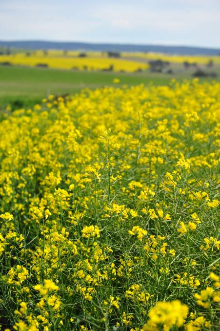 Dry weather is working against an expected increase in the WA canola plantings, as farmers like to have the crop seeded and planted early.