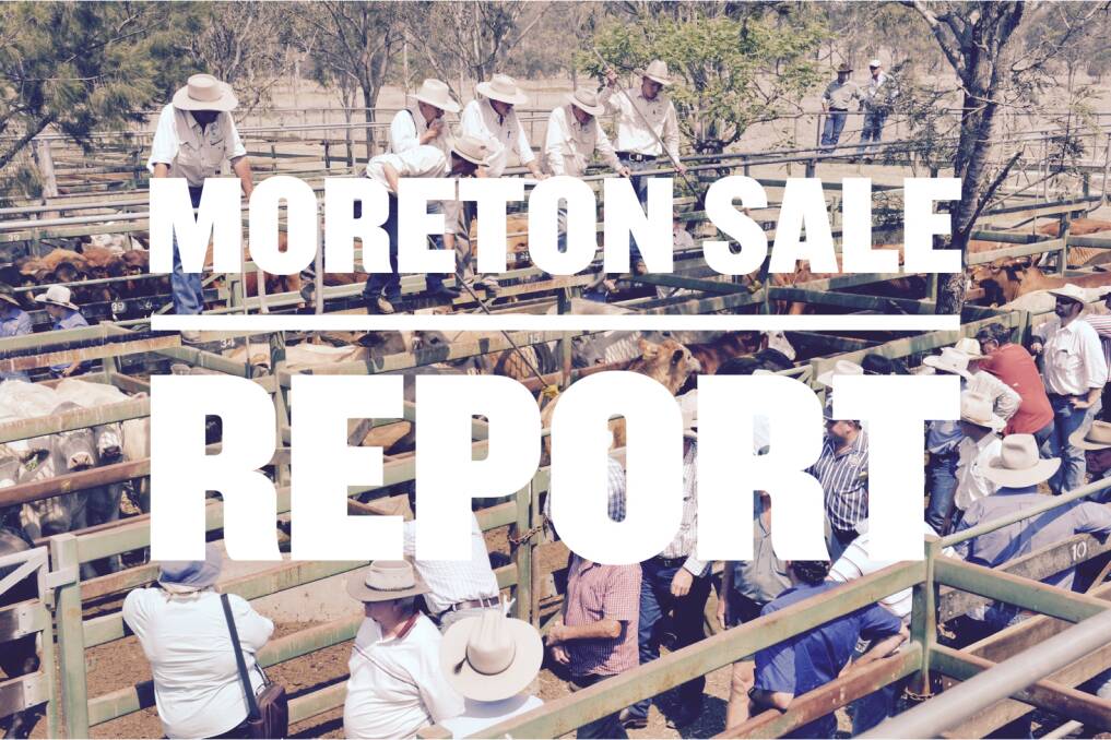 Yearling steers hit 341.2c at Moreton