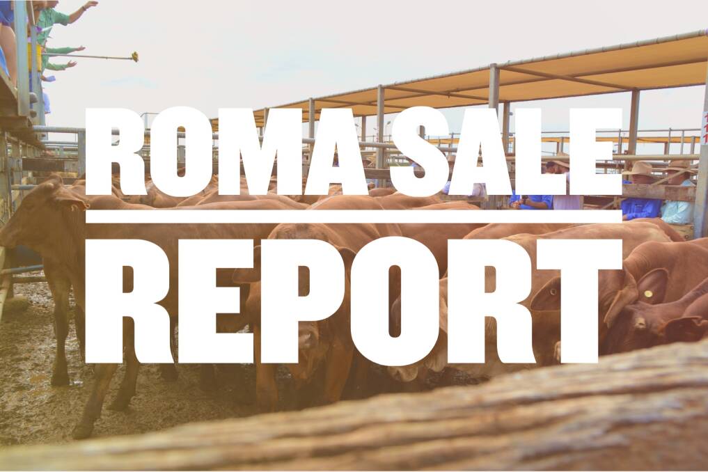 Heavy steers to 271c at Roma prime sale