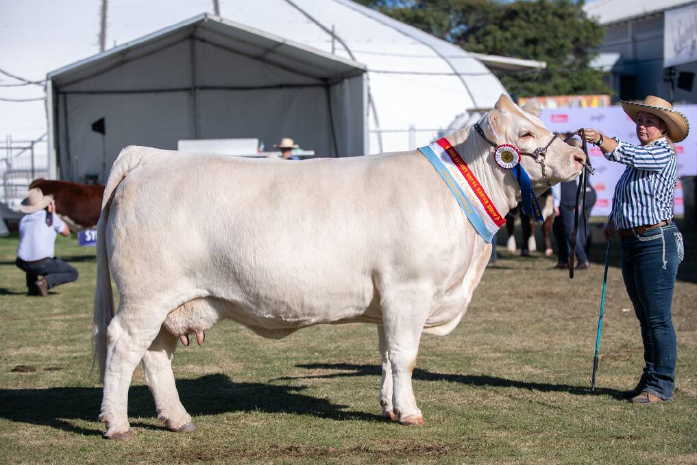 Wakefield's Amaze 38 won Interbreed Champion Female at the Ekka in 2019 and went on to win last year as an eight-year-old cow Supreme Charolais exhibit at the Sydney Royal Easter Show 2023. Picture supplied