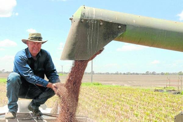 Selwyn Schmidt, Rosehill, Jambin, with sprouting sorghum that he managed to harvest. Picture- SARAH COULTON.