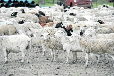 Lamb shortage drives price rise