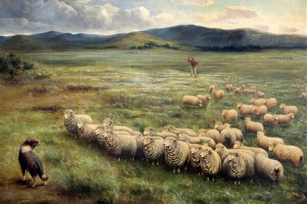 Lincoln sheep, Homeward Laddie , 1895, Oil on canvas, by Anthony Alder (1838 – 1915).