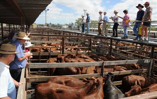 Dalby to yard 6000 head at Wednesday prime sale