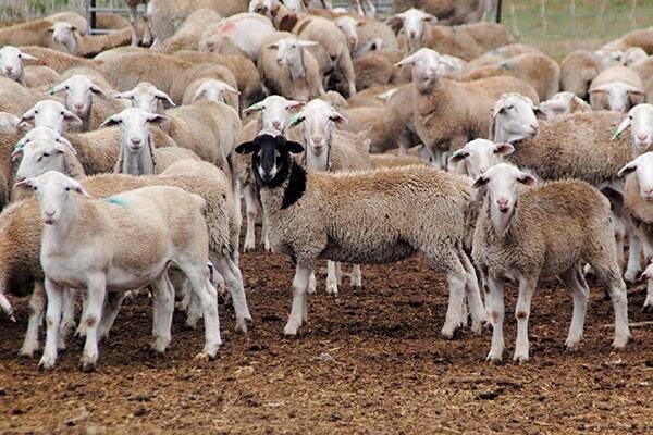 Dry delivers 500c/kg lamb contract