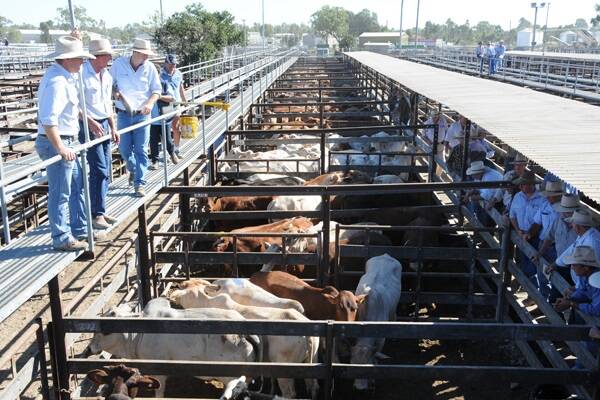 COMBIMED livestock agents yarded 5031 head at Dalby Saleyards on April 24. Sarah Coulton was there.