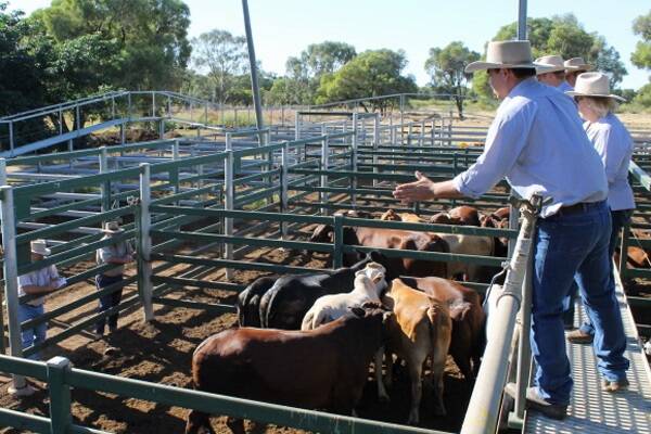 Grant, Daniel and Long Blackall manager Jack Burgess selling cattle at the Blackall sale last week.