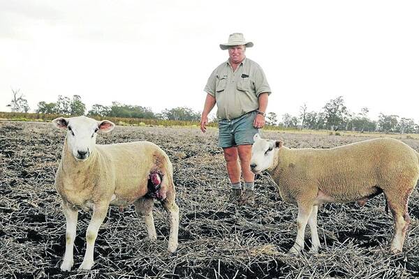 Peter Hood inspects his six month old Texel rams after wild dogs attacked them at Plainview Texel Stud, Pittsworth.