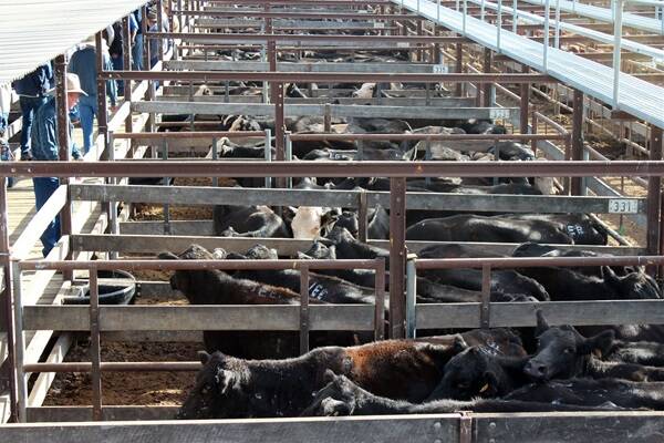A total of 245 cows were sold at the Dalby Saleyards this morning on behalf of the estate of John Quintana.