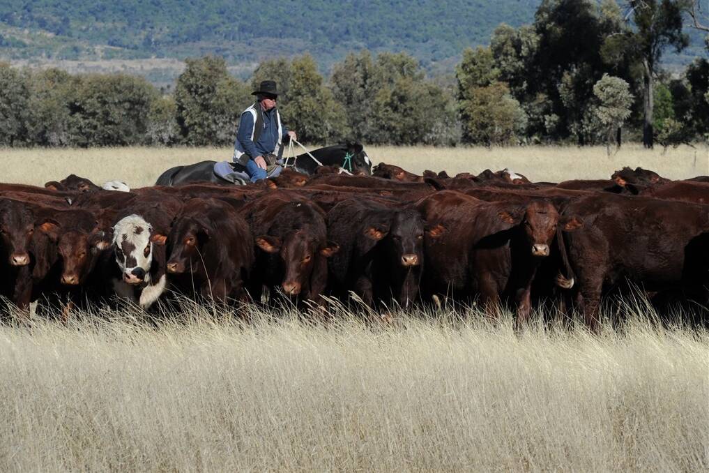 Farm manager Raymond Schmidt, mustering cattle on Muya, Injune.