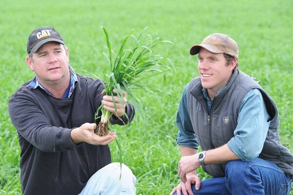 Farming manager John Stevens and Rohan Parkinson inspect a promising crop of Grimmet barley on the Parkinson family’s farm at Dulacca. Picture: RODNEY GREEN.