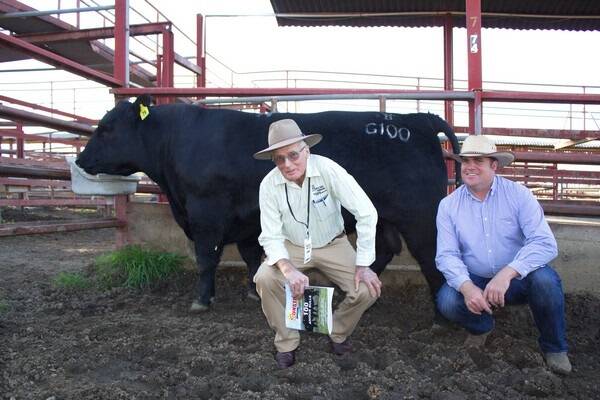 Top price vendors Ben and Joe Hill, Bulliac Angus, Miles, are pictured with seccond top price ($7000) of the day Bulliac Gallipoli G100.