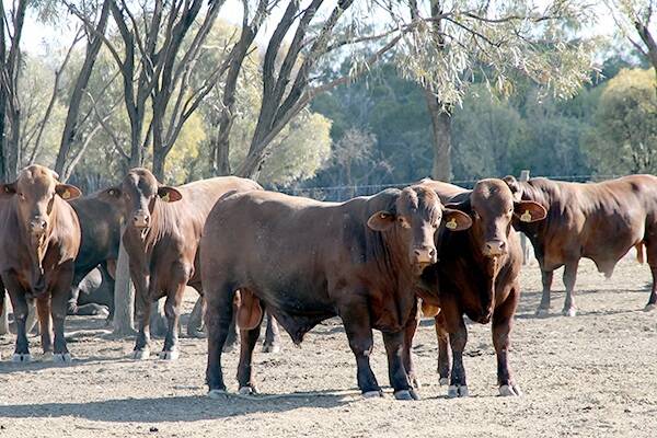 Some of the Swan Hill Santa Gertrudis Bulls to be offered at the Balonne Invitation Bull Sale on Monday September 9.