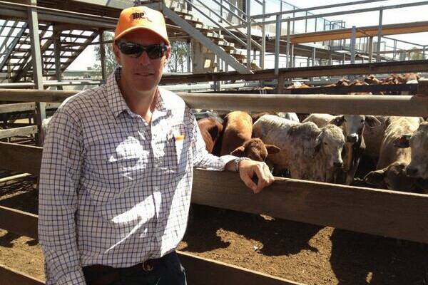 Tony Gillett bought 120 reasonable quality steers for 130c/kg at the Roma store sale today.
