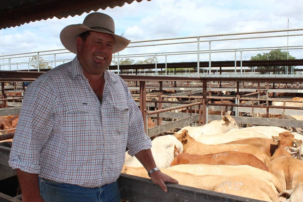 Dalby based commission buyer Glen Franz bought 14 Charbray feeder steers on behalf of Morgan Pastoral Company, Quinalow, for 174.2c/kg. The steers will go to Whaka Feedlot, where they will be grainfed for 100 days.