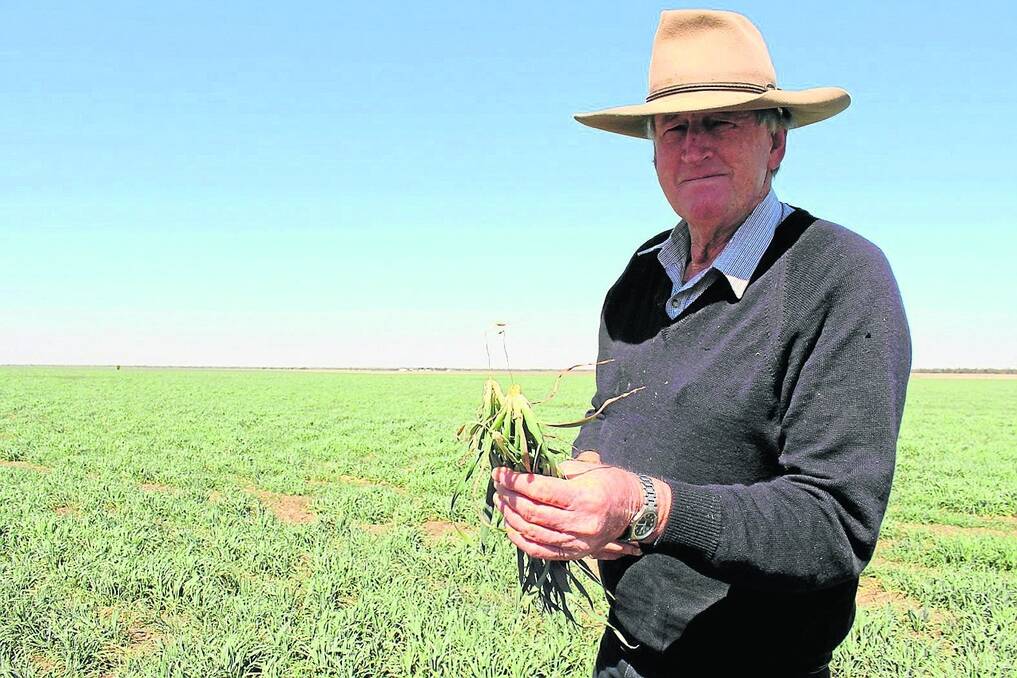 Peter Sanderson checks his oats crop that was planted in late autumn at Tambo.