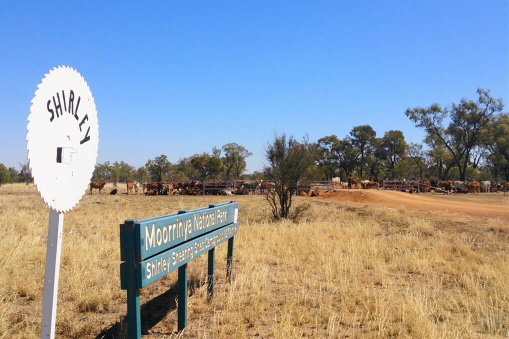 Cattle grazing at Moorinya National Park, south of Prairie, will be evicted on December 31.