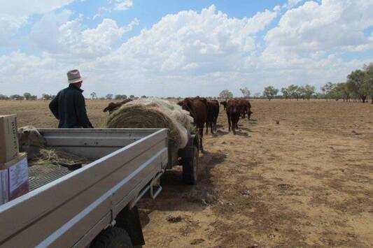 Keith Gordon moving the cattle to where they can get water.