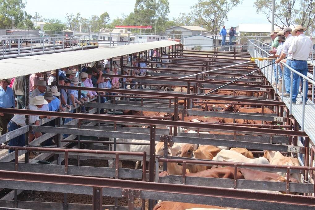 Agents selling cattle at today's Dalby sale.