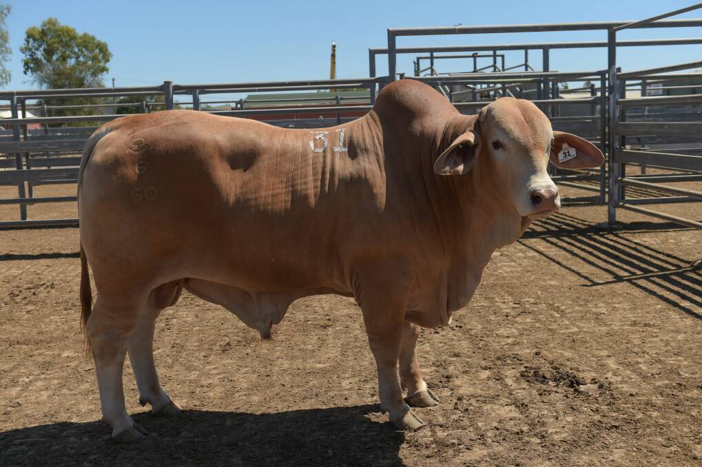 Top priced bull Wolfang Victory sold for $12,000 at the Central Reds Droughtmaster Sale. 