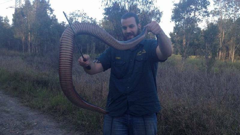 BIG FELLA: Stewart Lalor with this wopper red-bellied black snake at Mt Cotton.
