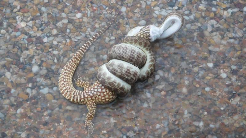 This photo had to make the cut. 
DEATH RATTLE: Snake versus goanna, Urandangi-style. Photo: Pam Forster
This battle to the death between a snake and goanna didn’t end up well for either creature.