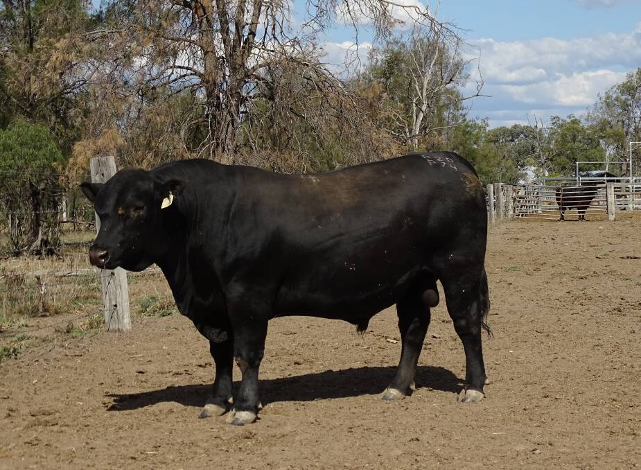 Top-selling bull Gundapark Comrade P74, sold for $13,000 to Col Jackson, Rockvale, Injune, at the first Gundapark annual Angus bull sale to be held entirely online.