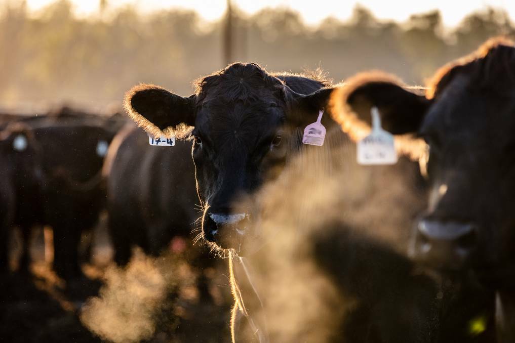 Specialists: Mort & Co is synonymous with feedlotting in Australia and around the world. The business has been built on the back of their expertise in lot-feeding beef cattle. File picture.
