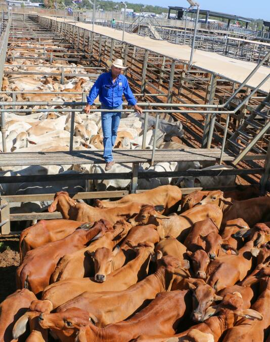 TopX Roma agent Cyril Close with a line of heifers sold on behalf of the Stevens family on Tuesday. They sold to 331c/kg, reaching a top of $912 to average $765. Picture - Maranoa Regional Council.