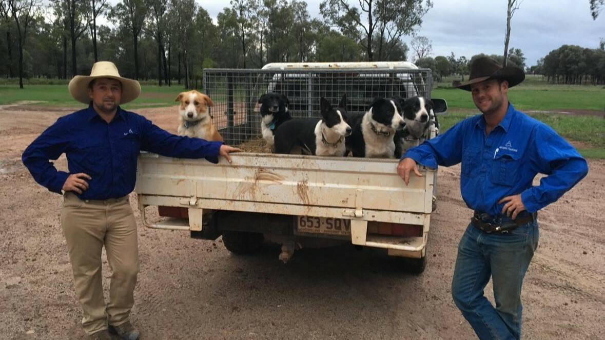 Isaac Hotz, Biloela, and Jamie Sturrock, Drillham, have joined forces to form the Australian Working Dog Auction. Picture supplied. 