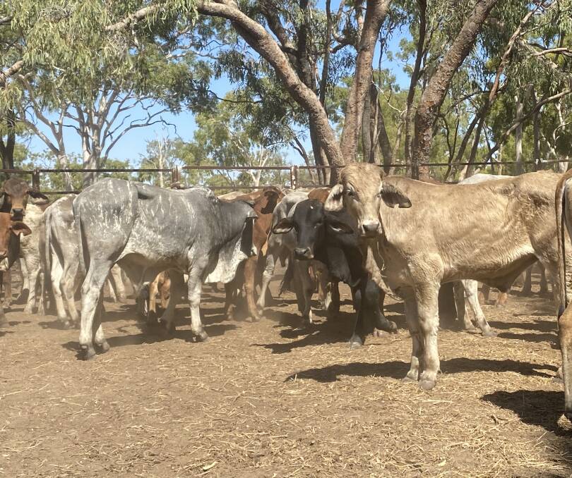 A line of 94 Brahman-cross steers, with an average weight of 216kg, sold to 444c/kg to return $960/head to an interstate buyer near Hillston, NSW, on AuctionsPlus.