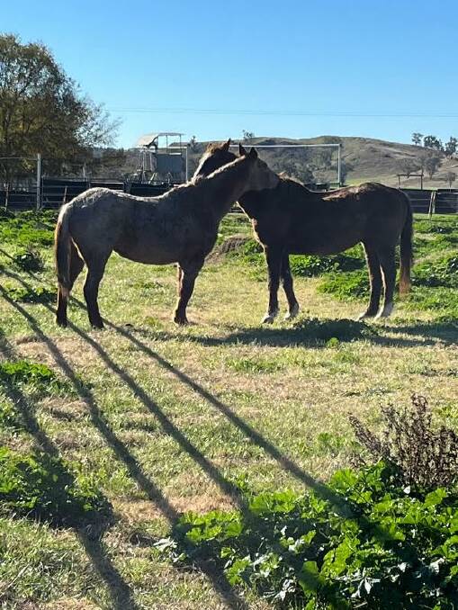 Roanies Chex and Response were great stable mates for 25 years and they are still together and were buried under the tree in the paddock they retired to. Pictures Pete Comiskey. 